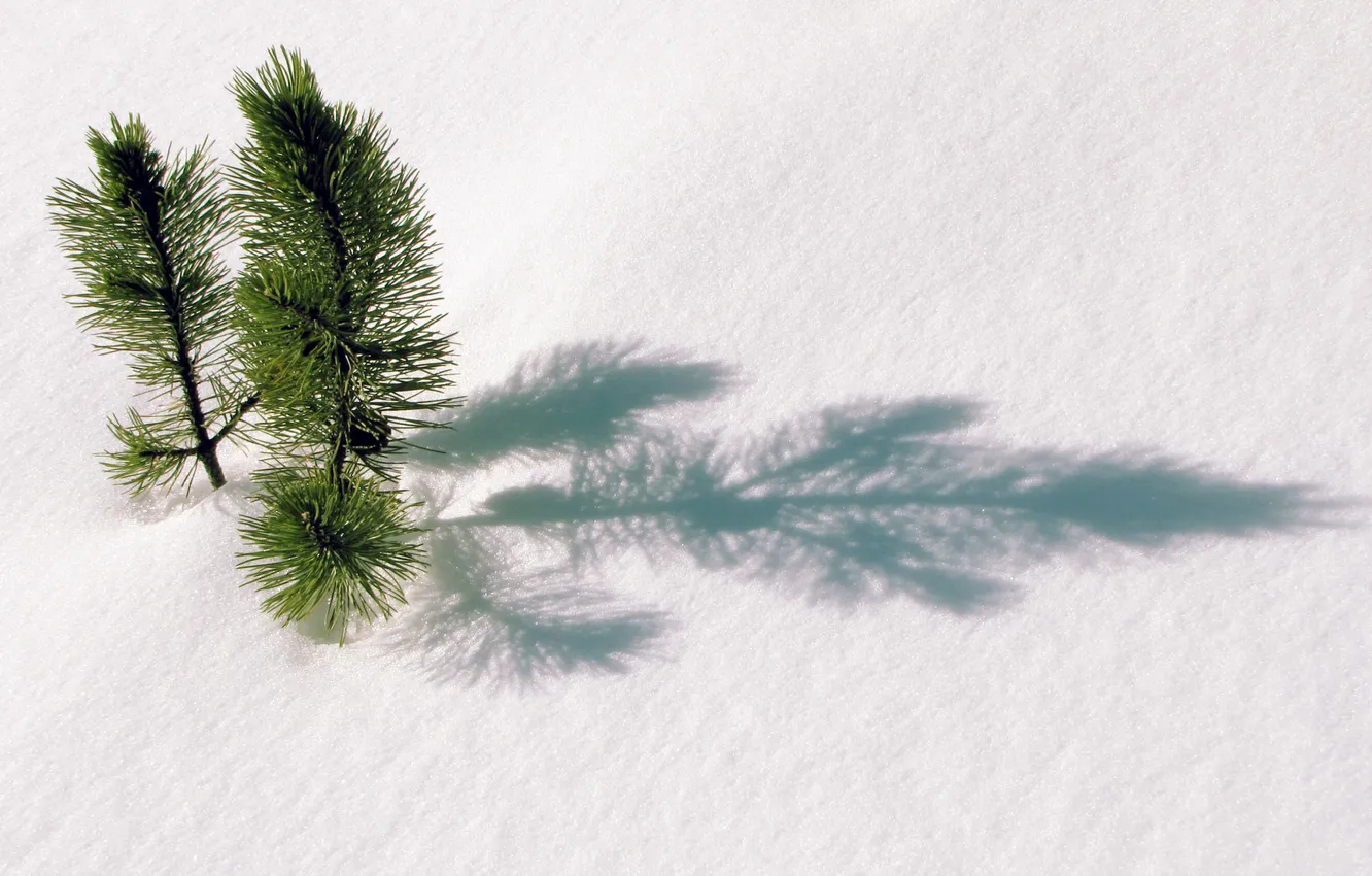 Photo wallpaper snow, spruce, shadow