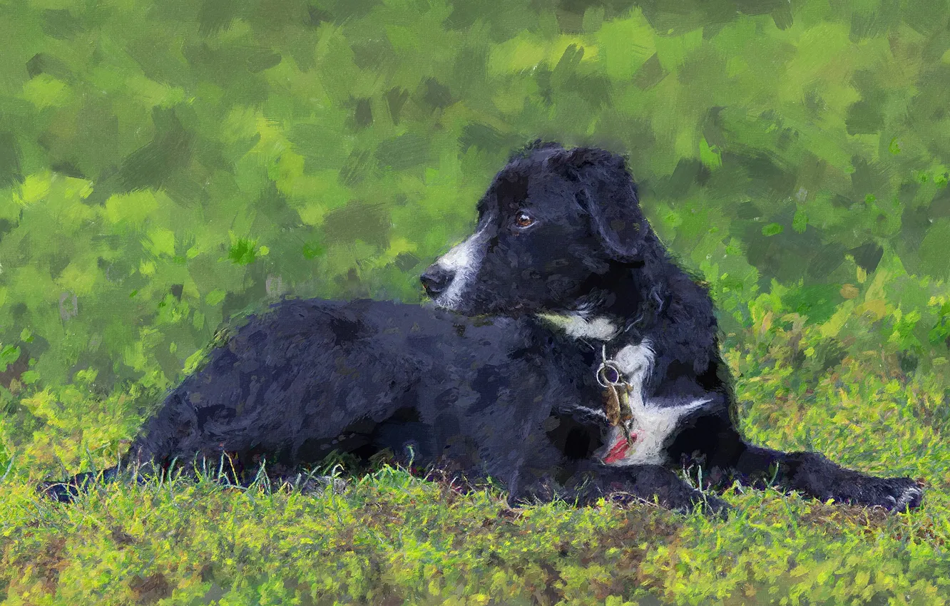 Photo wallpaper look, background, each, dog