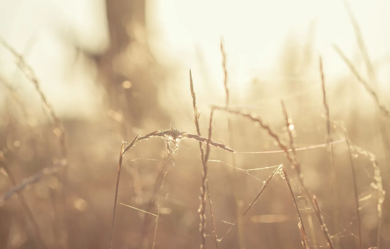 Photo wallpaper grass, the sun, sunset, web, spikelets