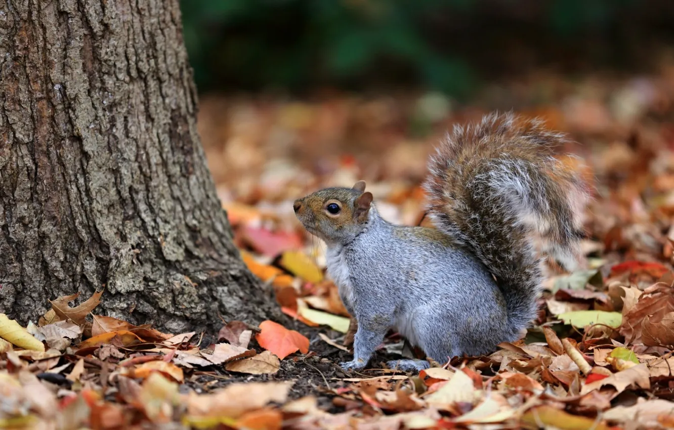 Photo wallpaper forest, yellow leaves, squirrel