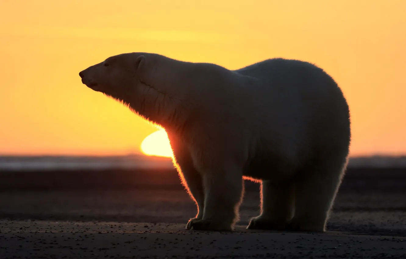 Photo wallpaper white, sunset, dawn, wool, bear, horizon, silhouette, fur