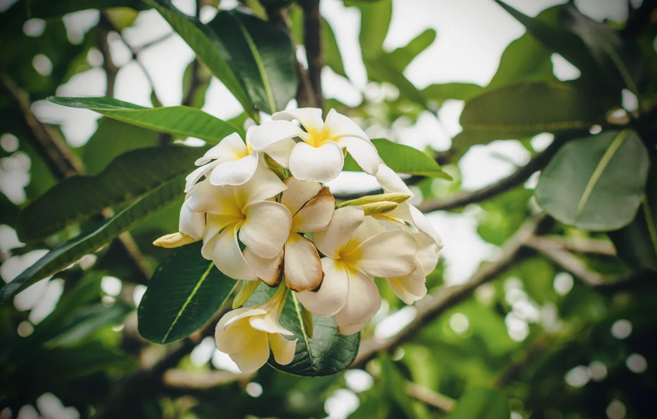 Photo wallpaper flower, nature, plumeria, flora