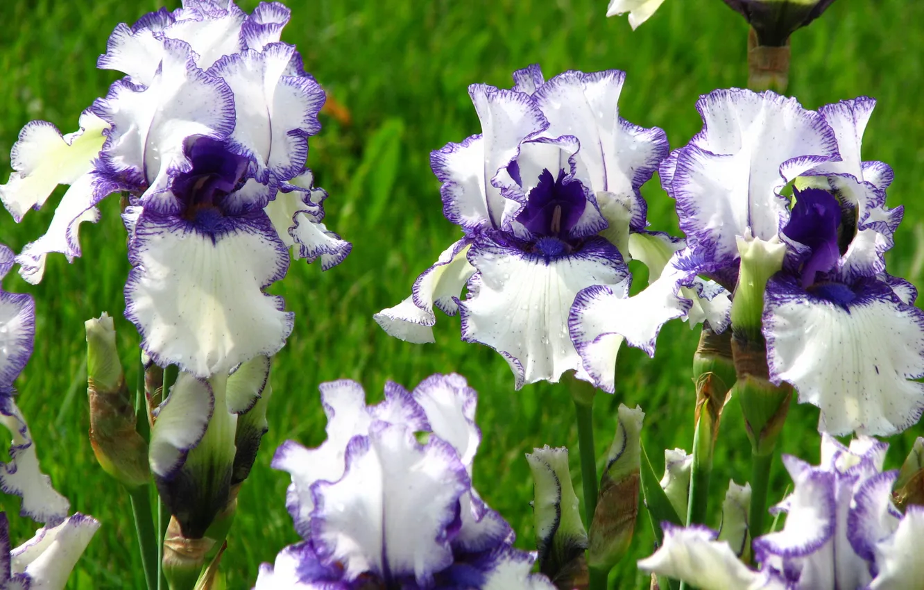 Photo wallpaper flowers, photo, irises, Orinoco
