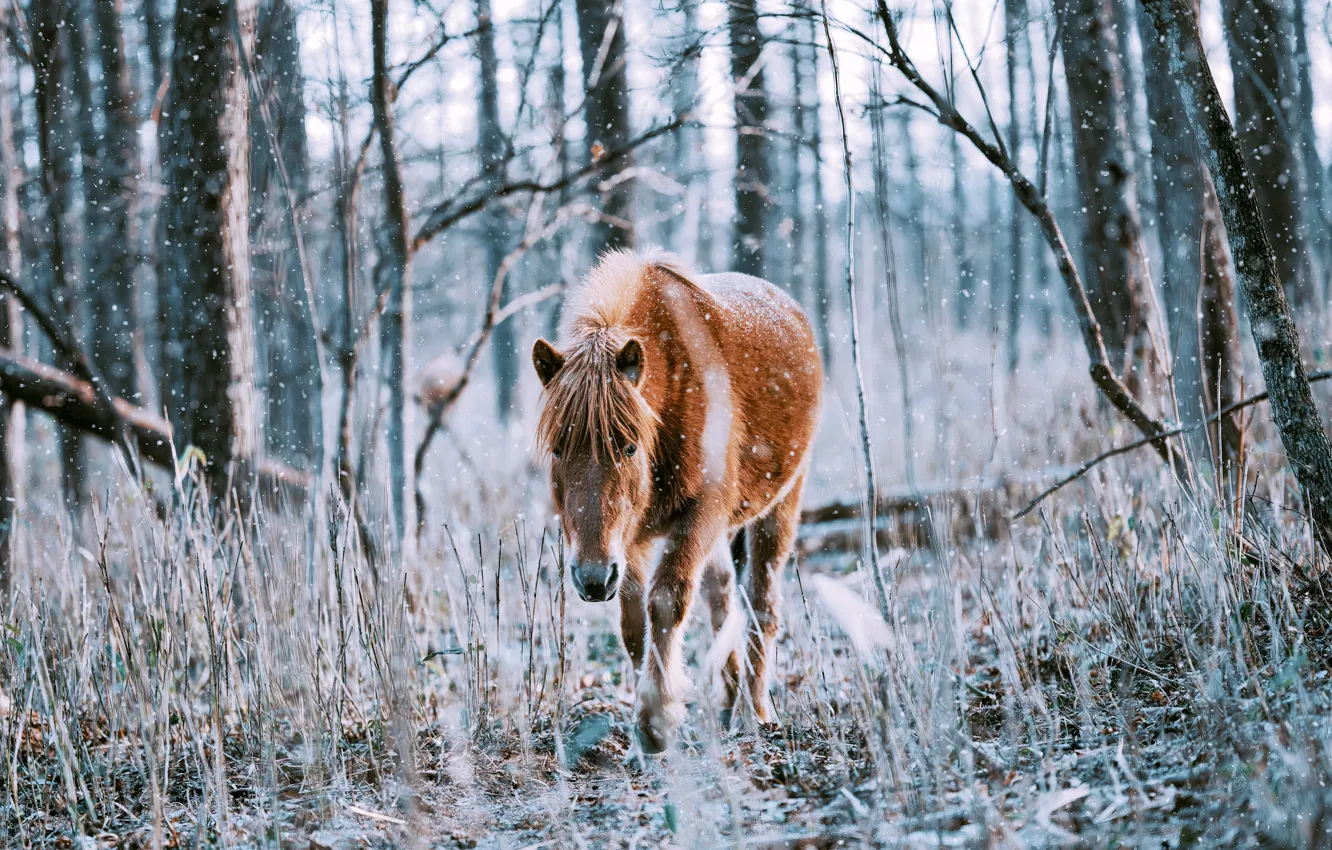 Photo wallpaper winter, forest, horse, horse