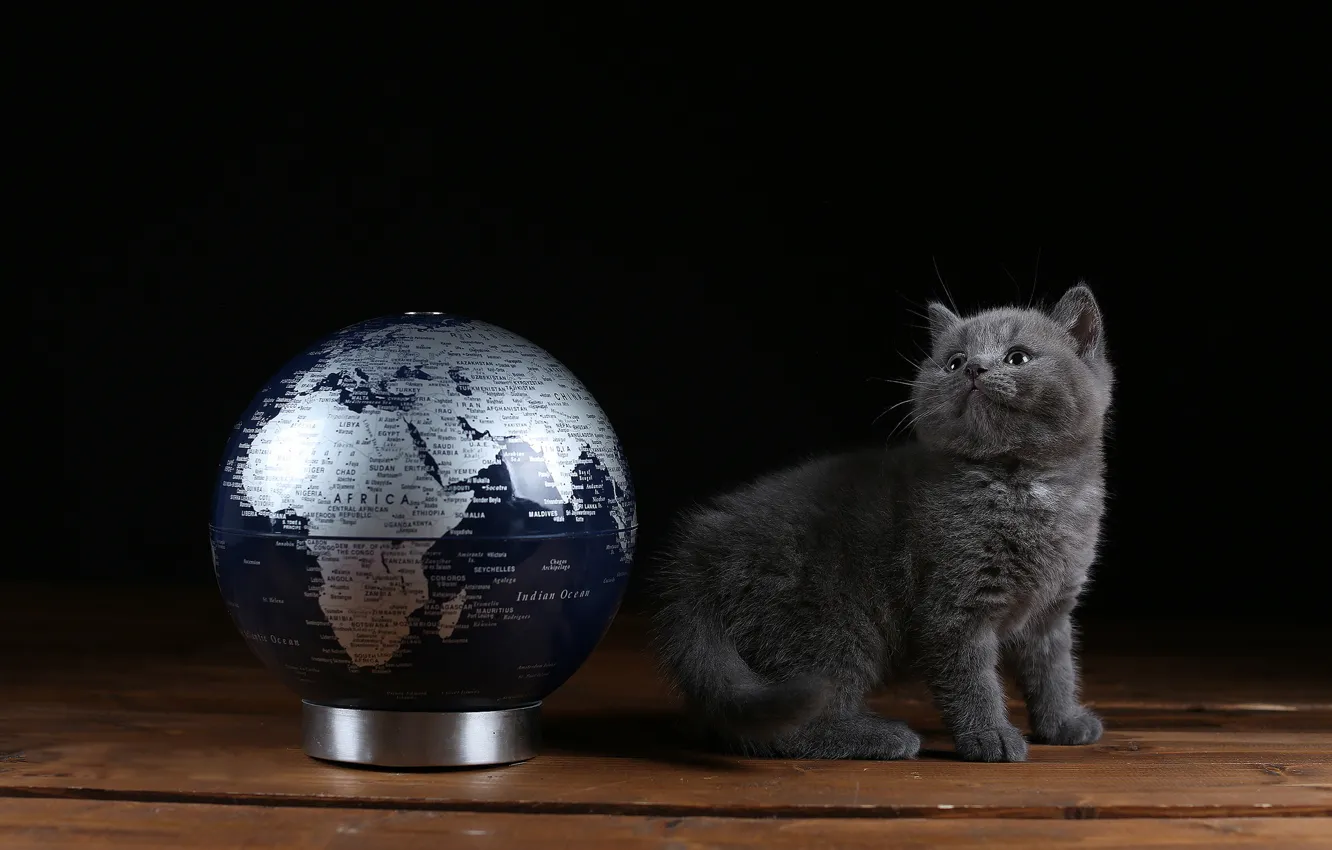 Photo wallpaper cat, look, grey, Board, baby, black background, kitty, globe