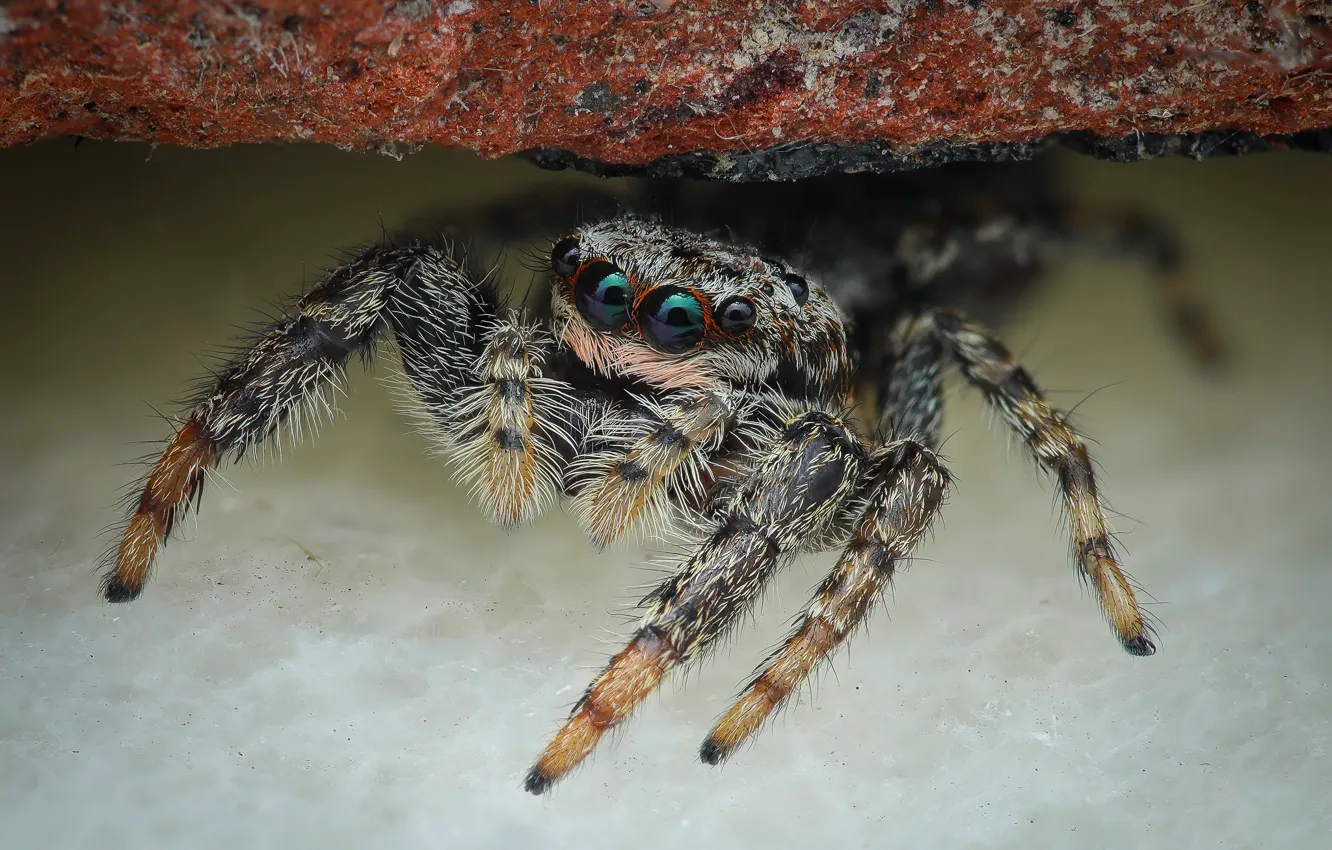 Photo wallpaper look, macro, pose, background, spider, bokeh, jumper, spider