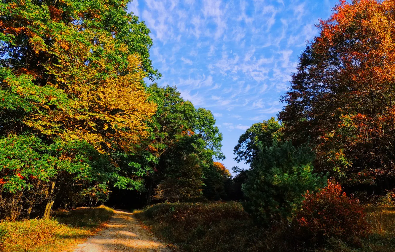 Photo wallpaper road, autumn, forest, the sky, trees