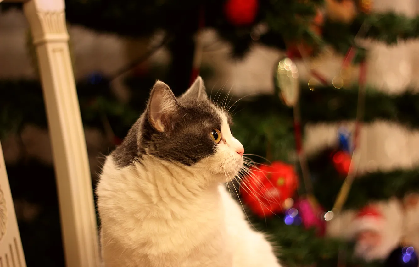 Photo wallpaper cat, look, tree, New year