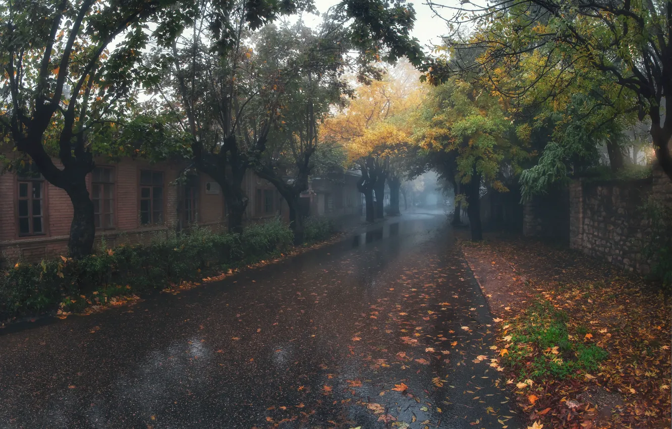 Photo wallpaper road, autumn, trees, rain