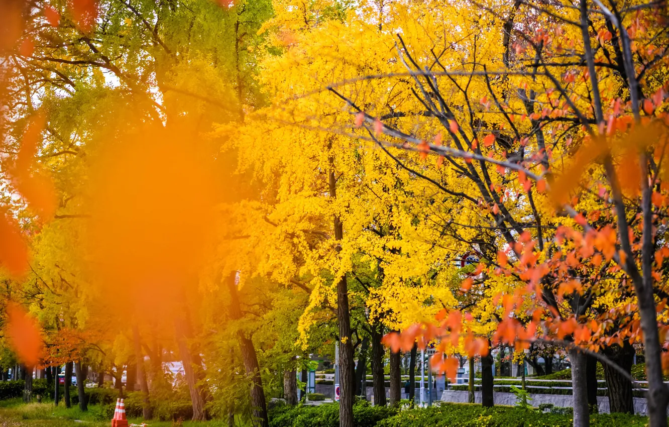Photo wallpaper blur, on the street, autumn city