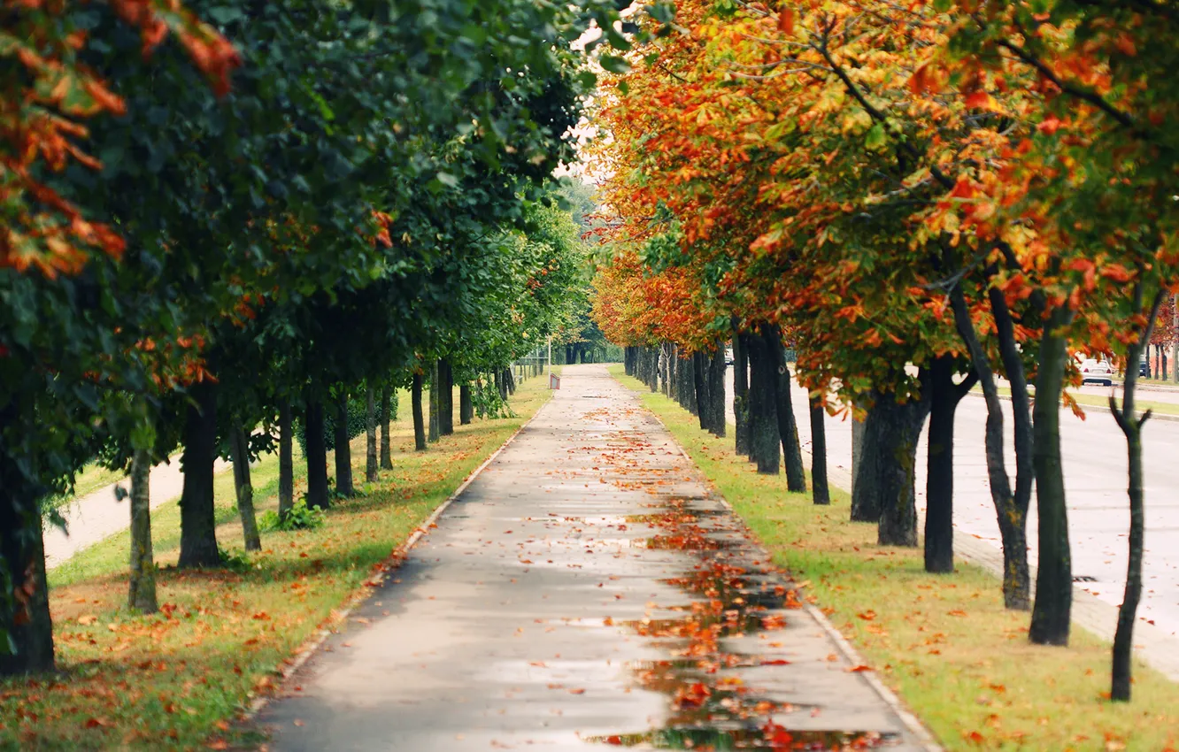 Photo wallpaper road, autumn, trees, nature, Park, mood, mood, landscapes