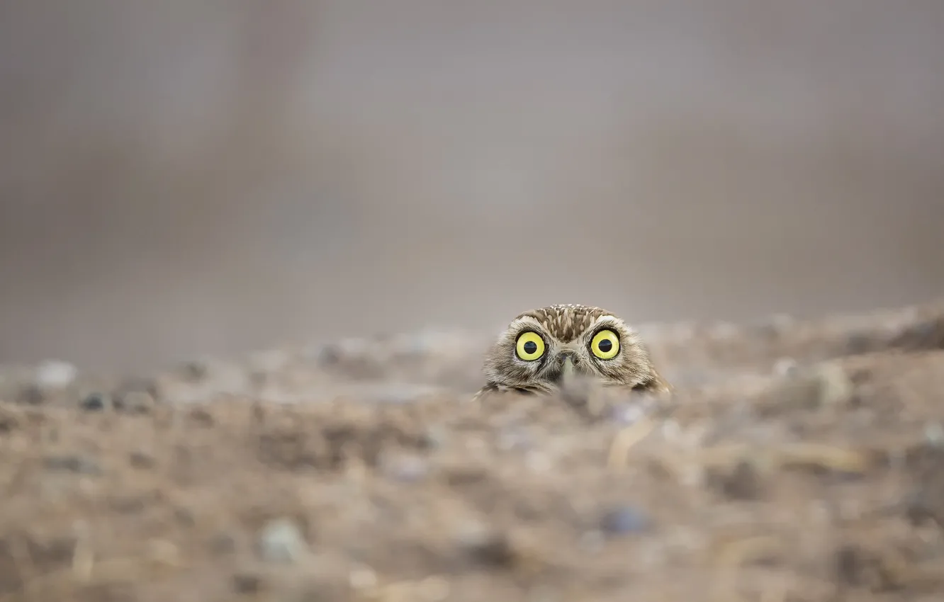 Photo wallpaper nature, owl, bird