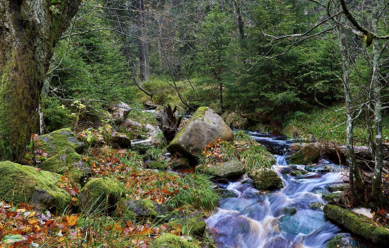 Photo wallpaper forest, river, stream