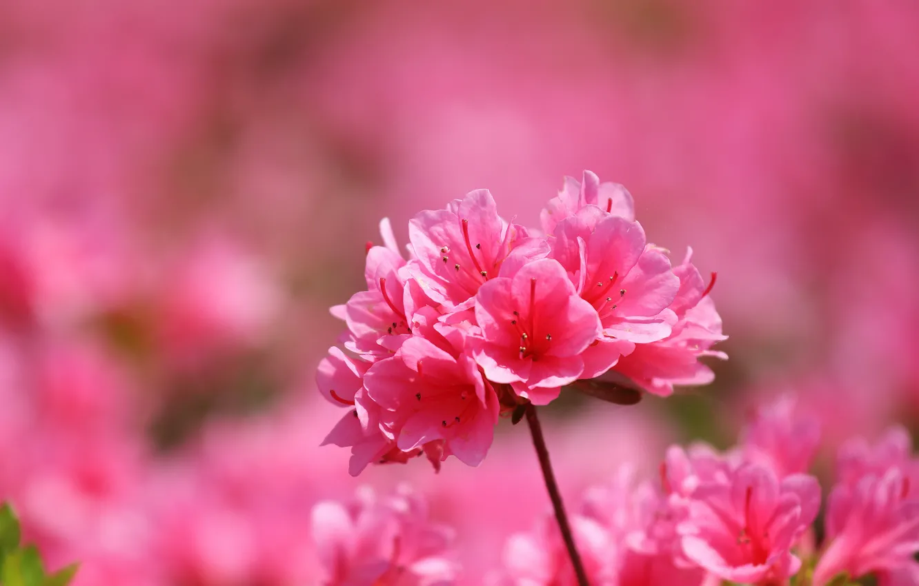 Photo wallpaper nature, petals, garden, meadow, inflorescence