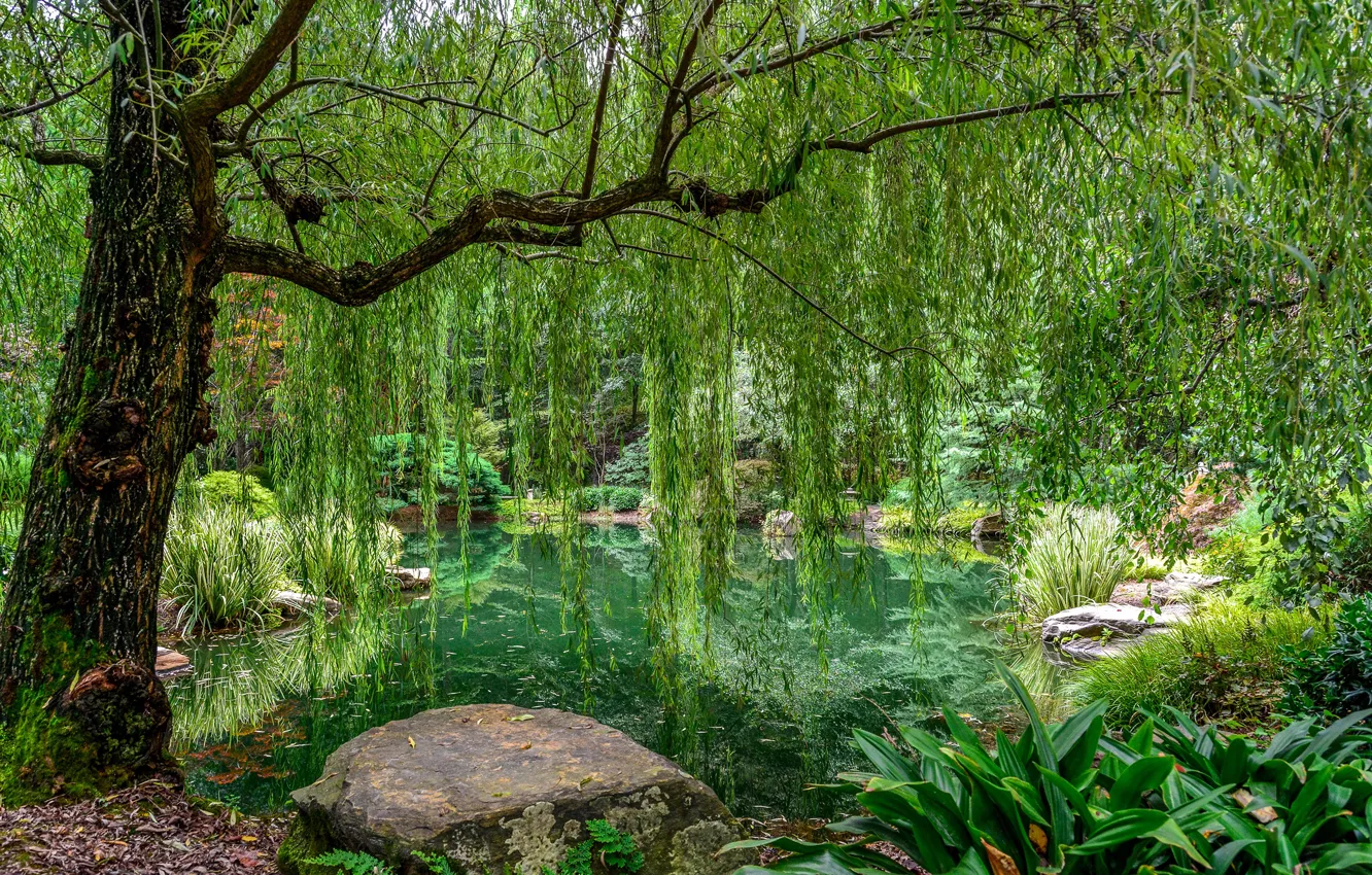 Photo wallpaper greens, grass, leaves, trees, branches, pond, Park, stones