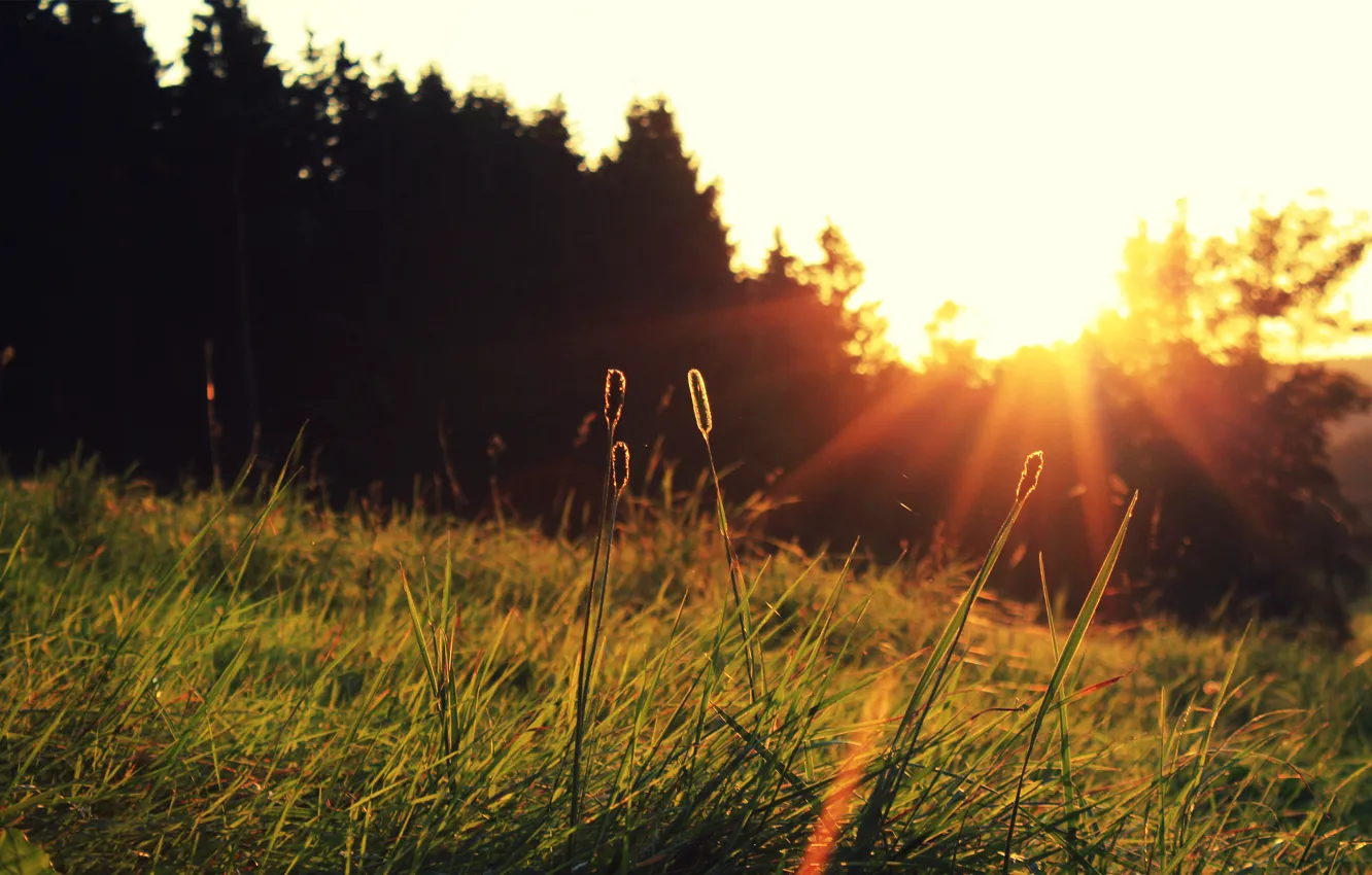 Photo wallpaper grass, the sun, sunset