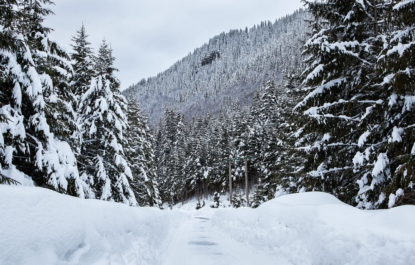 Photo wallpaper winter, snow, trees, landscape, mountains, tree, landscape, winter