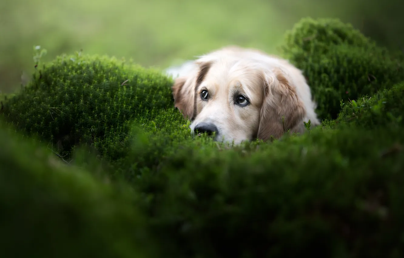 Photo wallpaper face, moss, dog, Golden Retriever, Golden Retriever