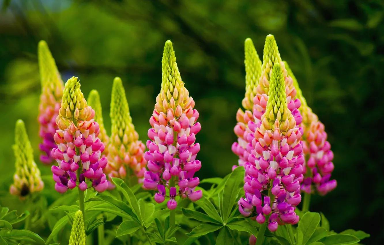 Photo wallpaper flowers, background, bright, lupins