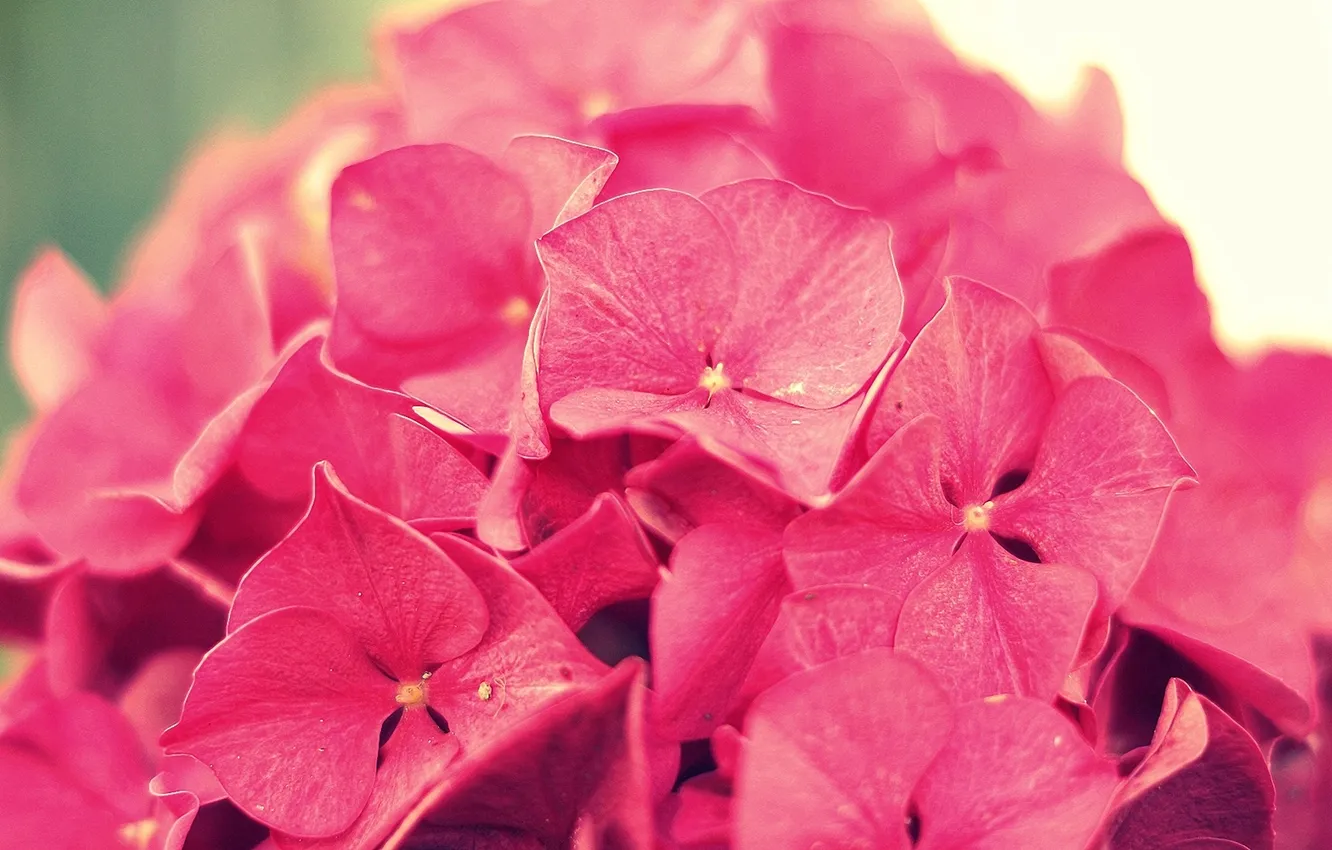 Photo wallpaper macro, flowers, pink, hydrangea, inflorescence