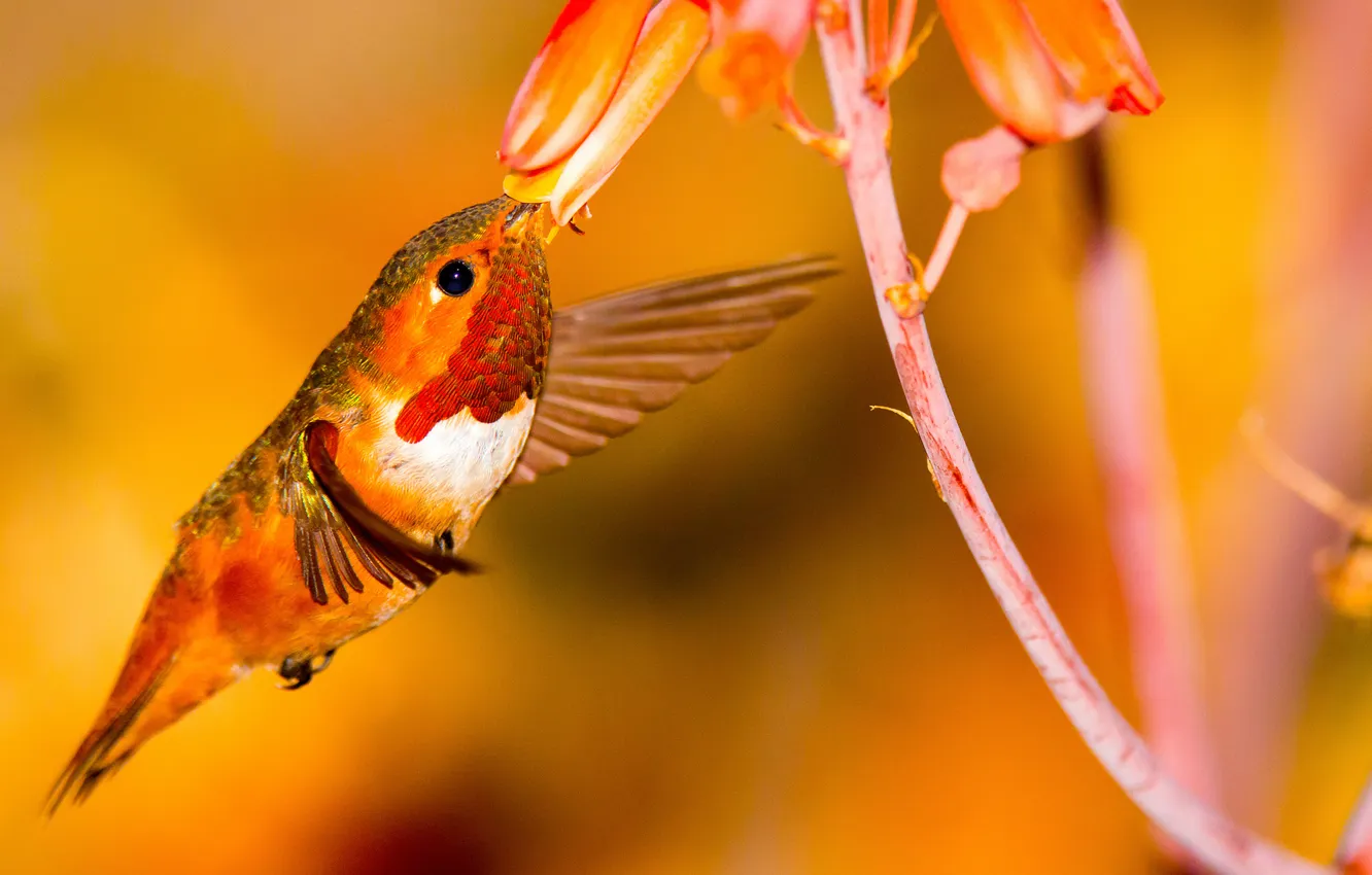 Photo wallpaper flowers, bird, wings, Hummingbird