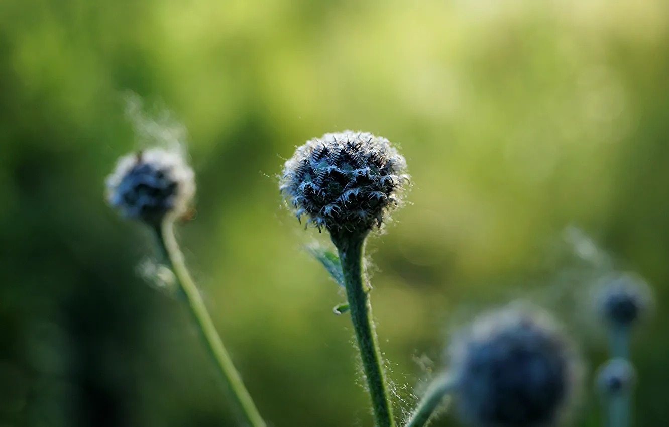 Photo wallpaper summer, macro, plant