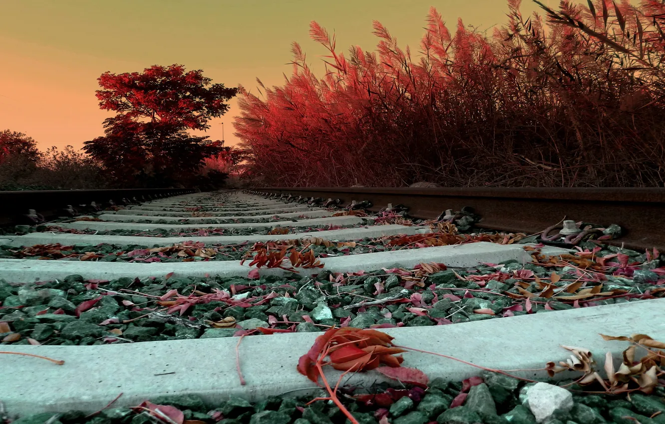Photo wallpaper road, leaves, rails