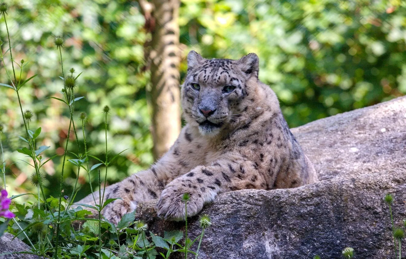 Photo wallpaper stones, stay, predator, IRBIS, snow leopard, wild cat