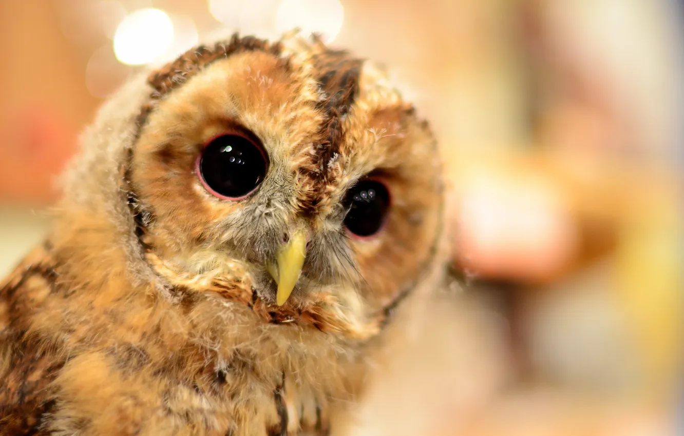 Photo wallpaper nature, background, owl