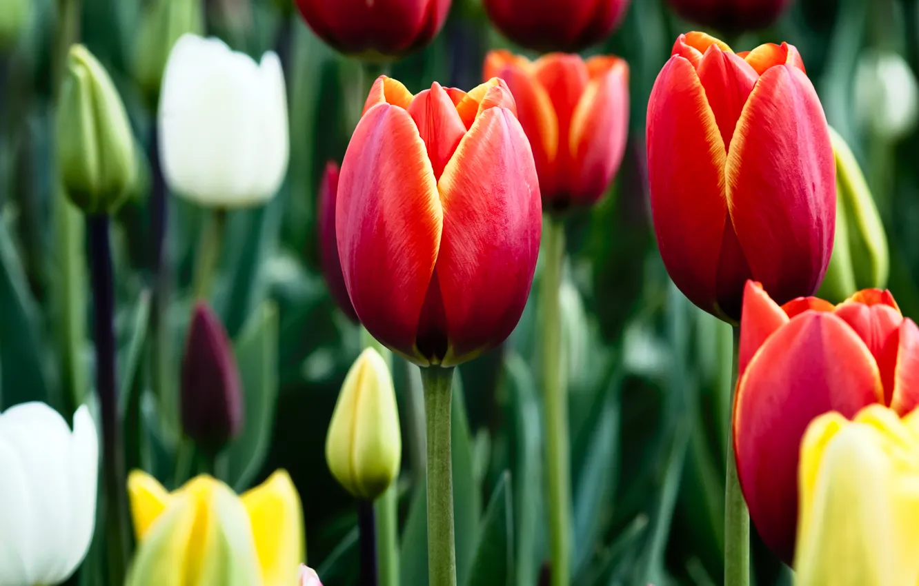 Photo wallpaper green, red, white, yellow, tulips