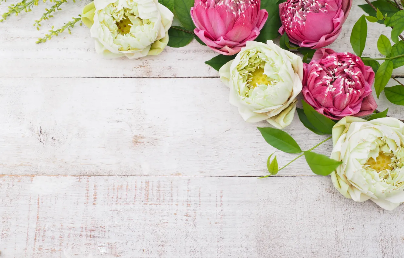 Photo wallpaper white, flowers, pink, Lotus, white, buds, wood, pink