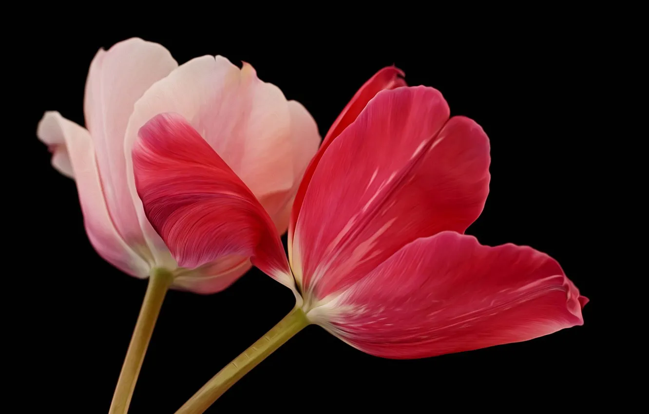 Photo wallpaper two, tulips, black background