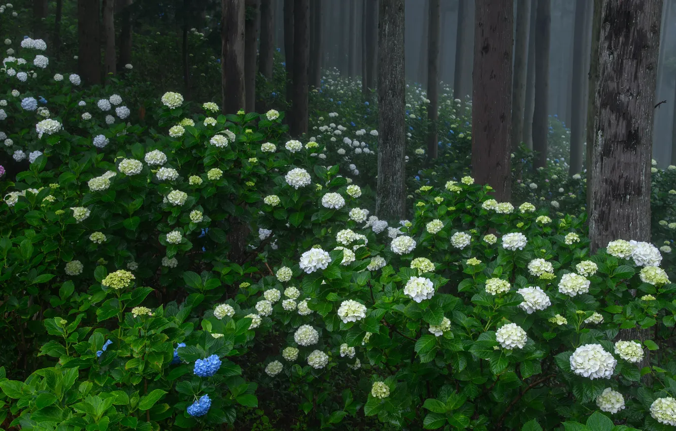 Photo wallpaper forest, summer, trees, flowers, fog, Park, thickets, trunks