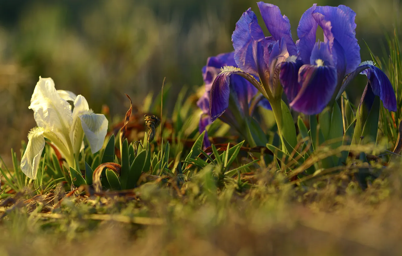 Photo wallpaper macro, bokeh, iris