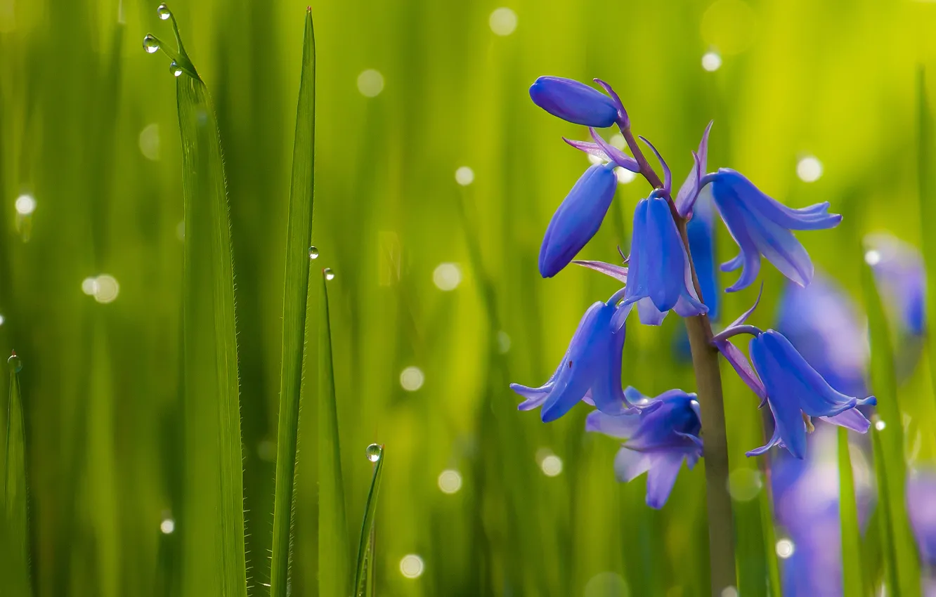Photo wallpaper drops, macro, bells, a blade of grass