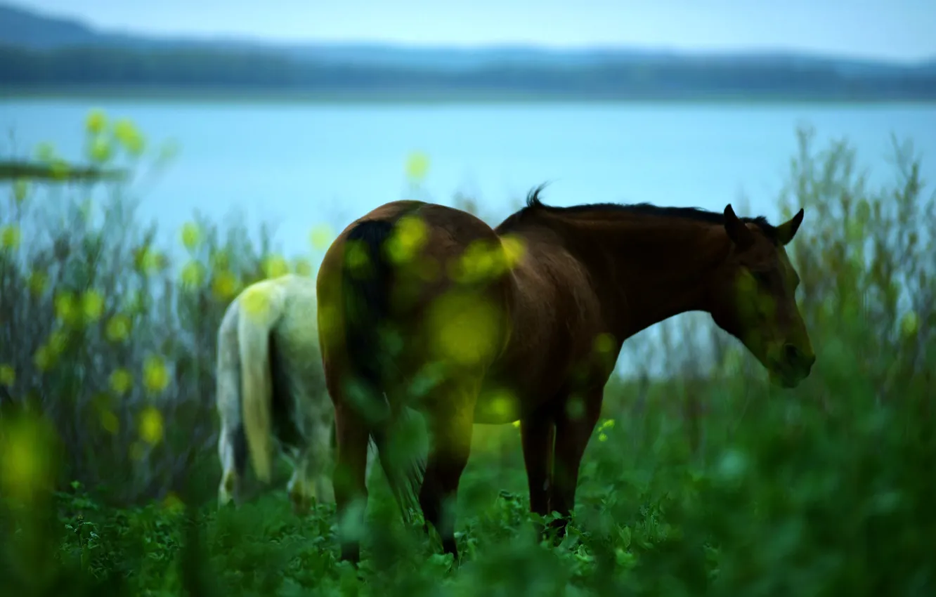 Photo wallpaper grass, horse, shore, horse, pair, pond, bokeh