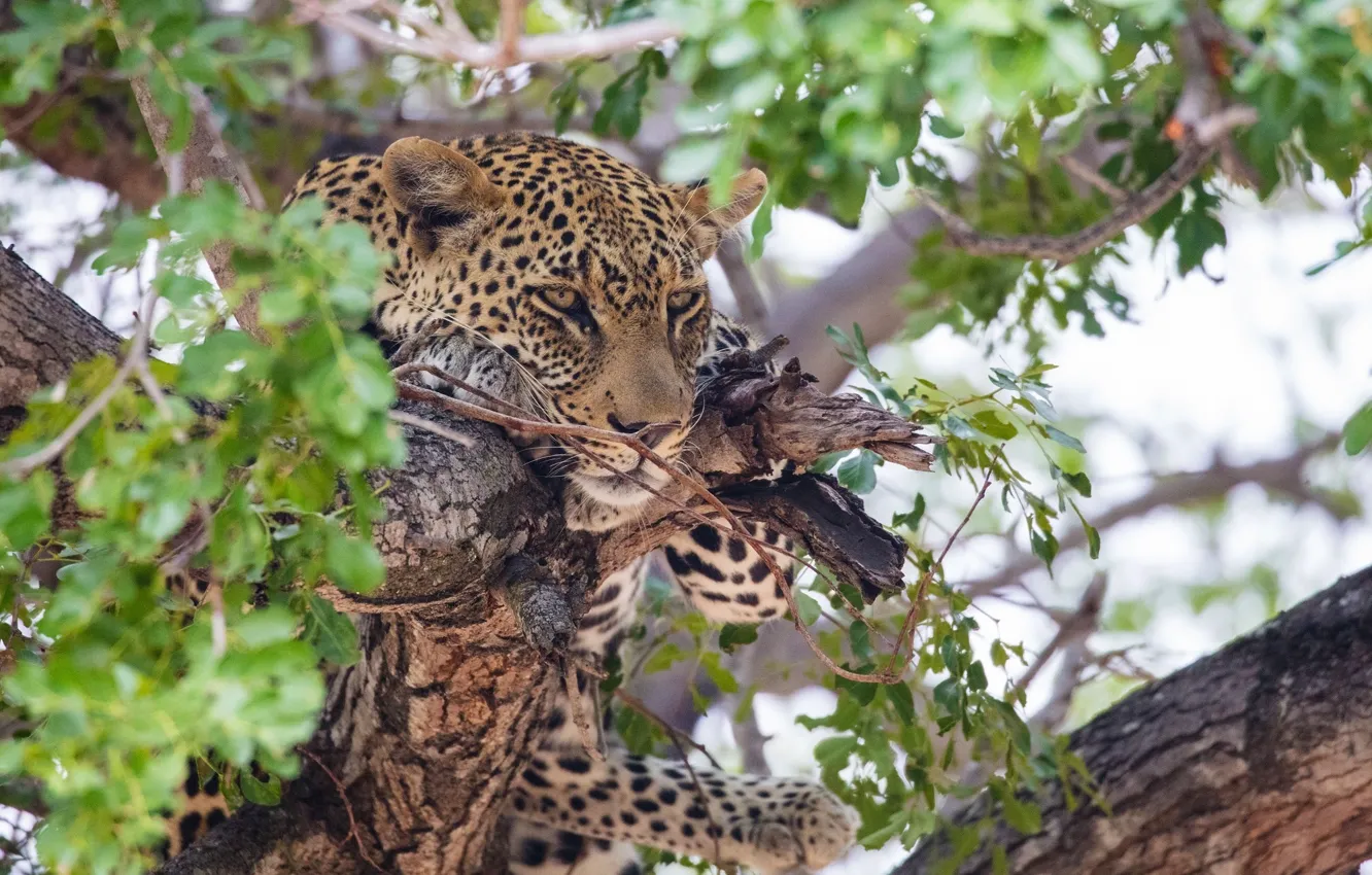 Photo wallpaper face, stay, predator, leopard, wild cat, on the tree