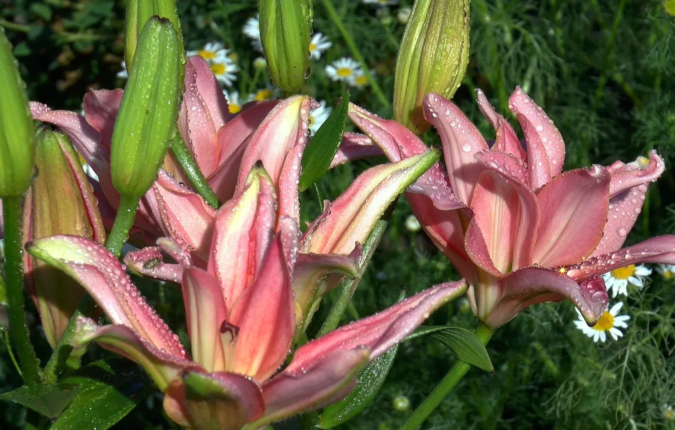 Photo wallpaper flowers, Rosa, rain, Lily