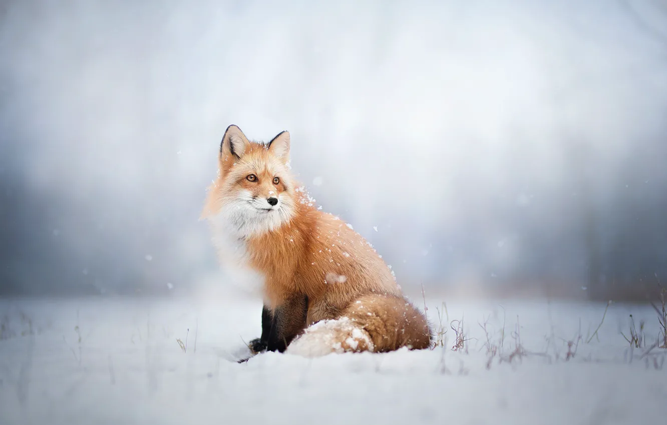Photo wallpaper winter, look, snow, Fox, Fox