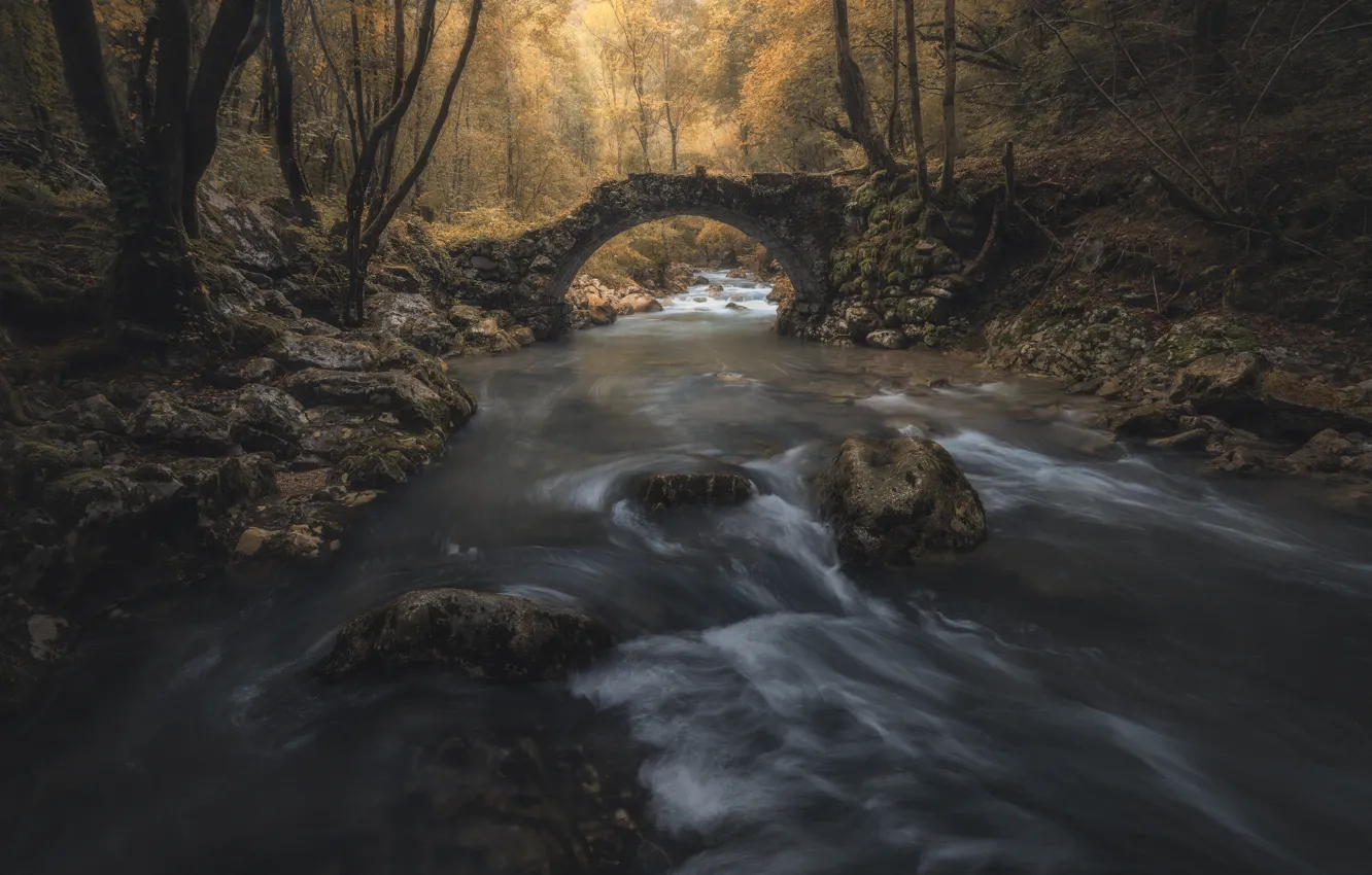 Photo wallpaper autumn, forest, bridge, stream, arch, river, the bridge