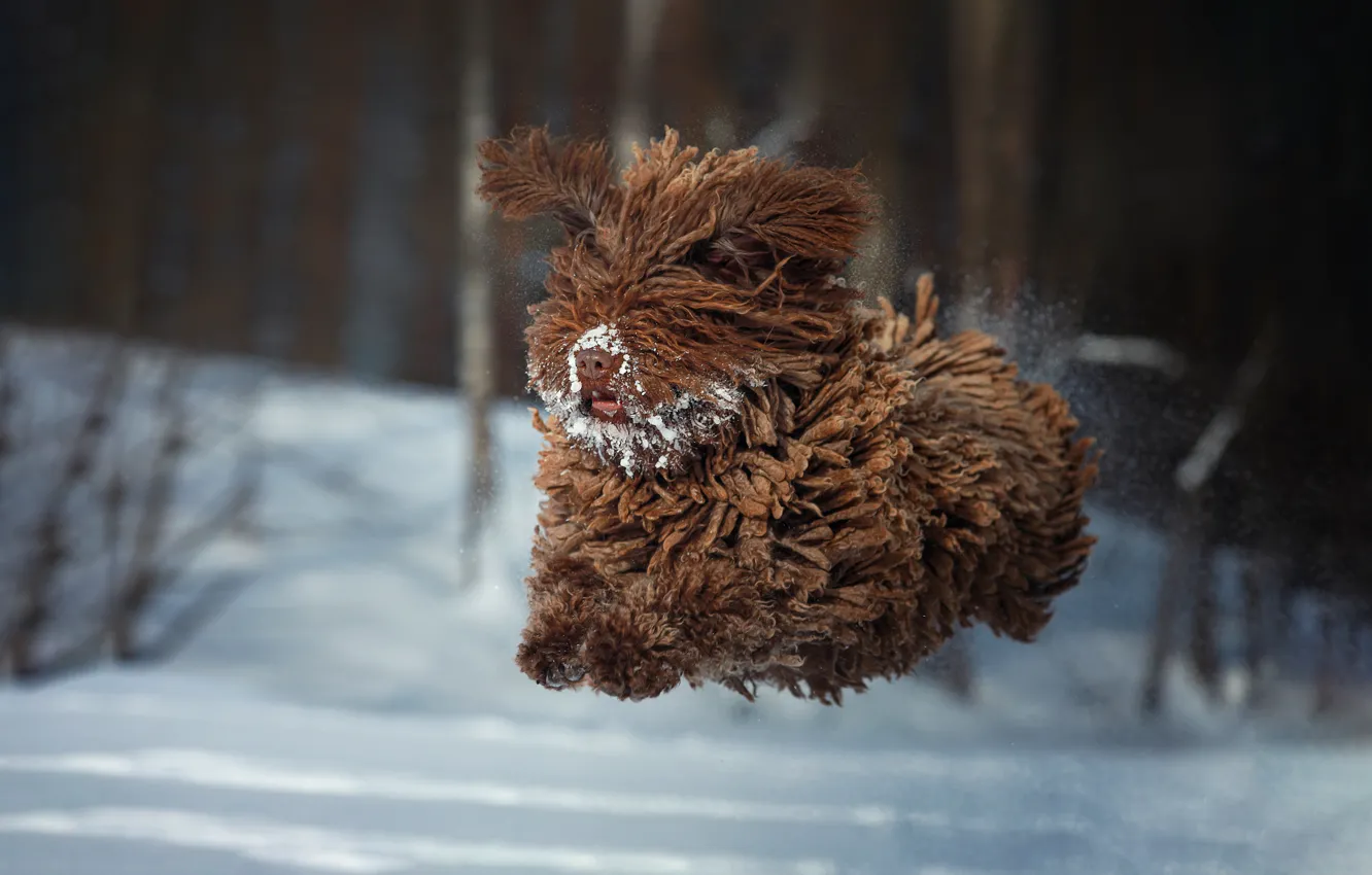 Photo wallpaper winter, snow, jump, dog, wool, flight, Natalia Ponikarova, Barbette