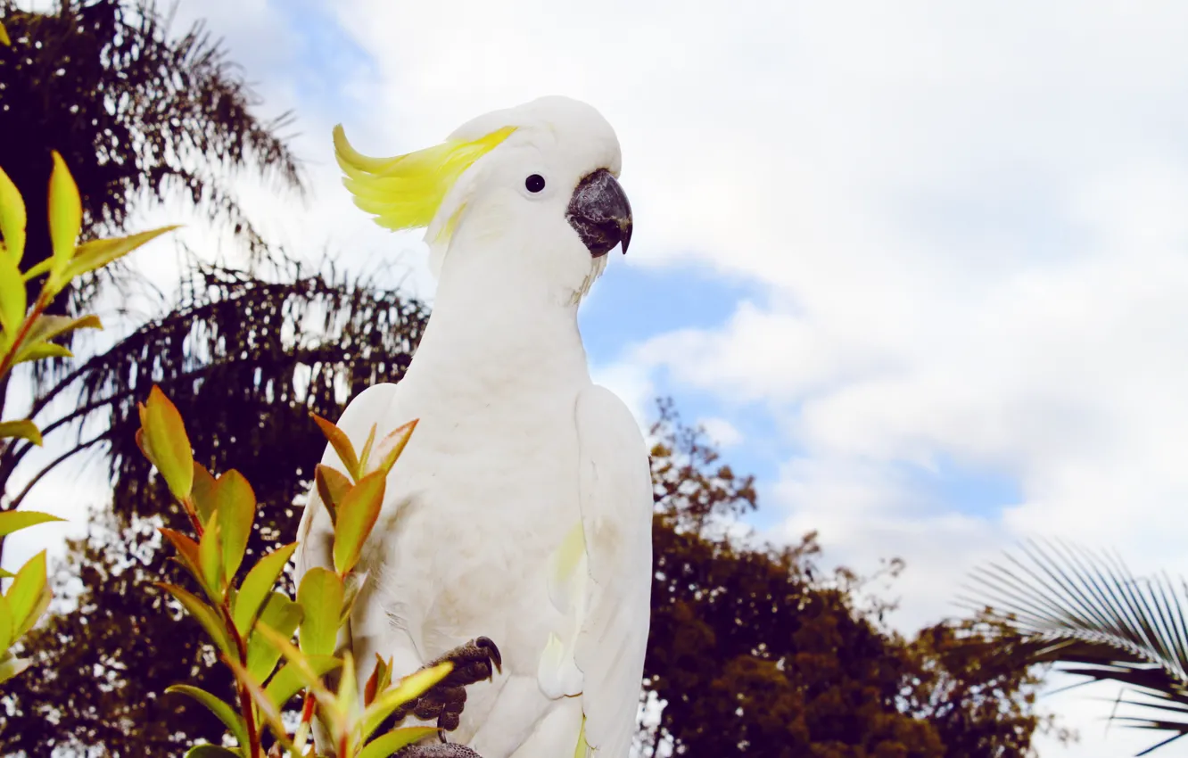 Photo wallpaper bird, beak, parrot