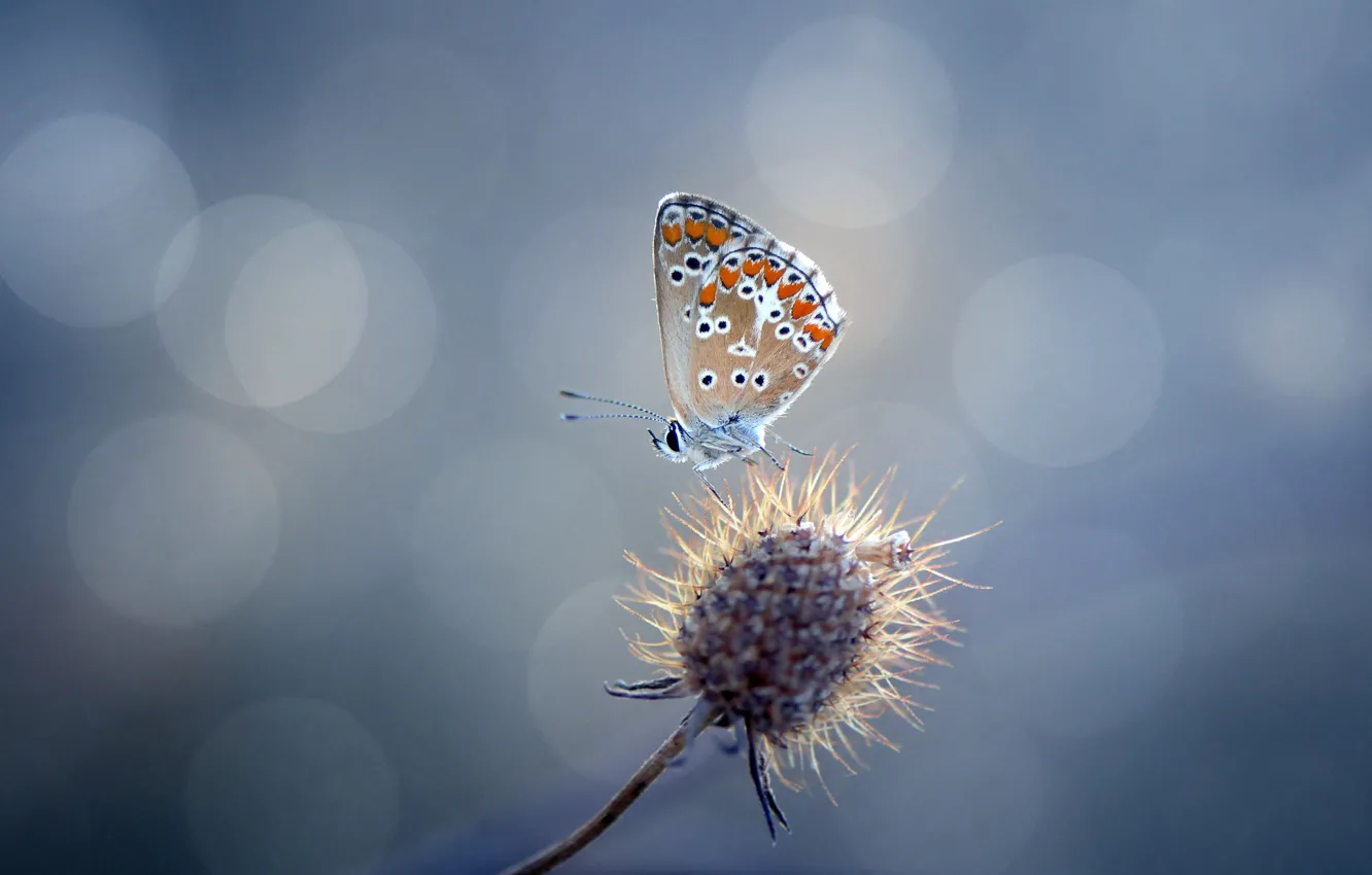 Photo wallpaper glare, butterfly, plant, thorn