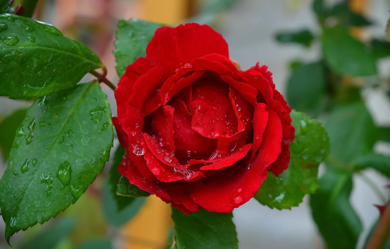 Photo wallpaper Drops, Red rose, Drops, Red rose