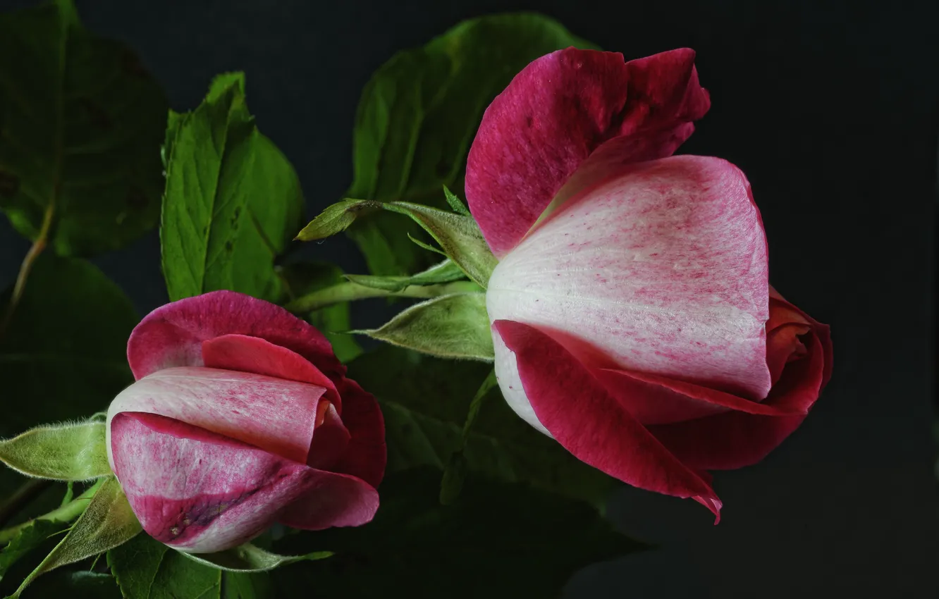 Photo wallpaper macro, roses, buds, motley