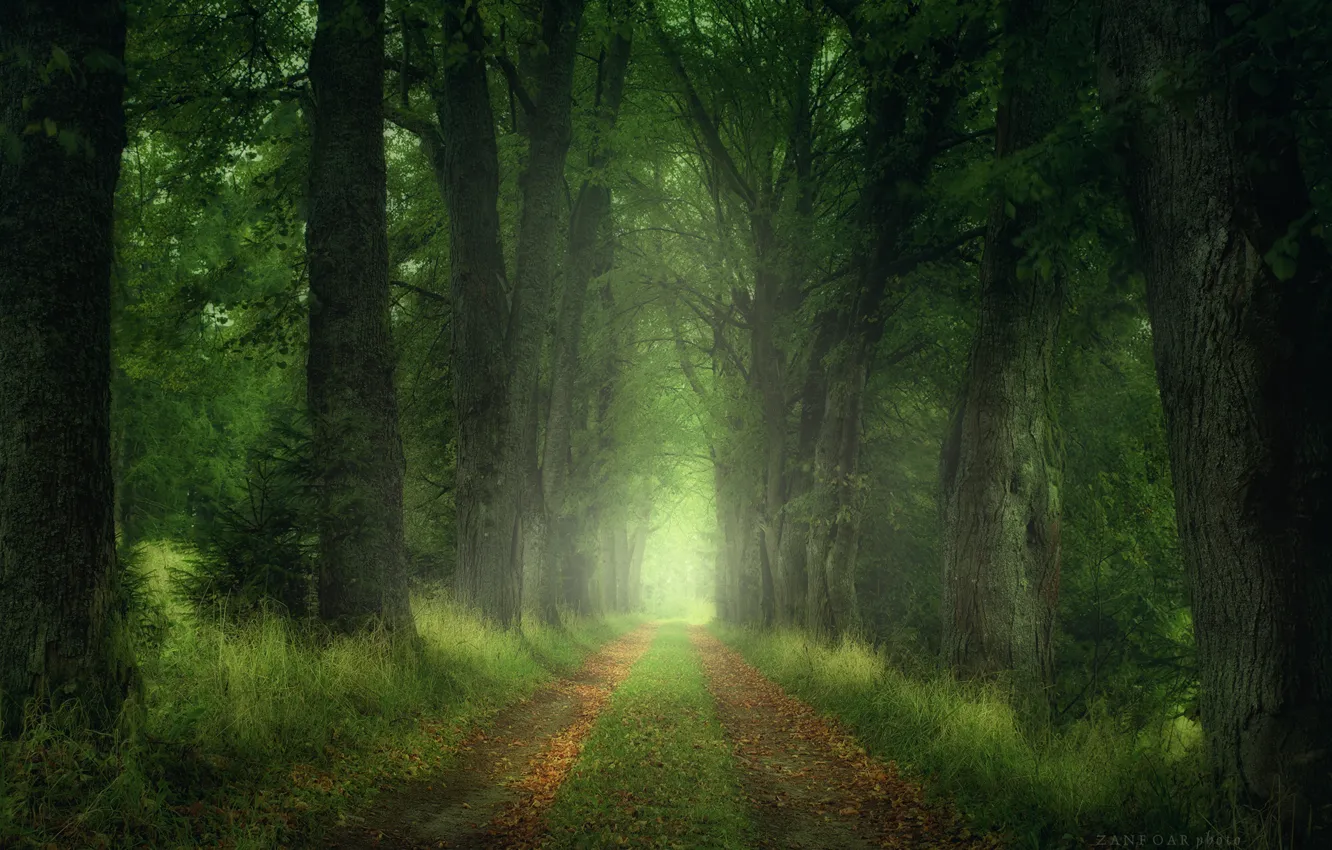 Photo wallpaper road, forest, leaves, trees, nature, Zan Foar