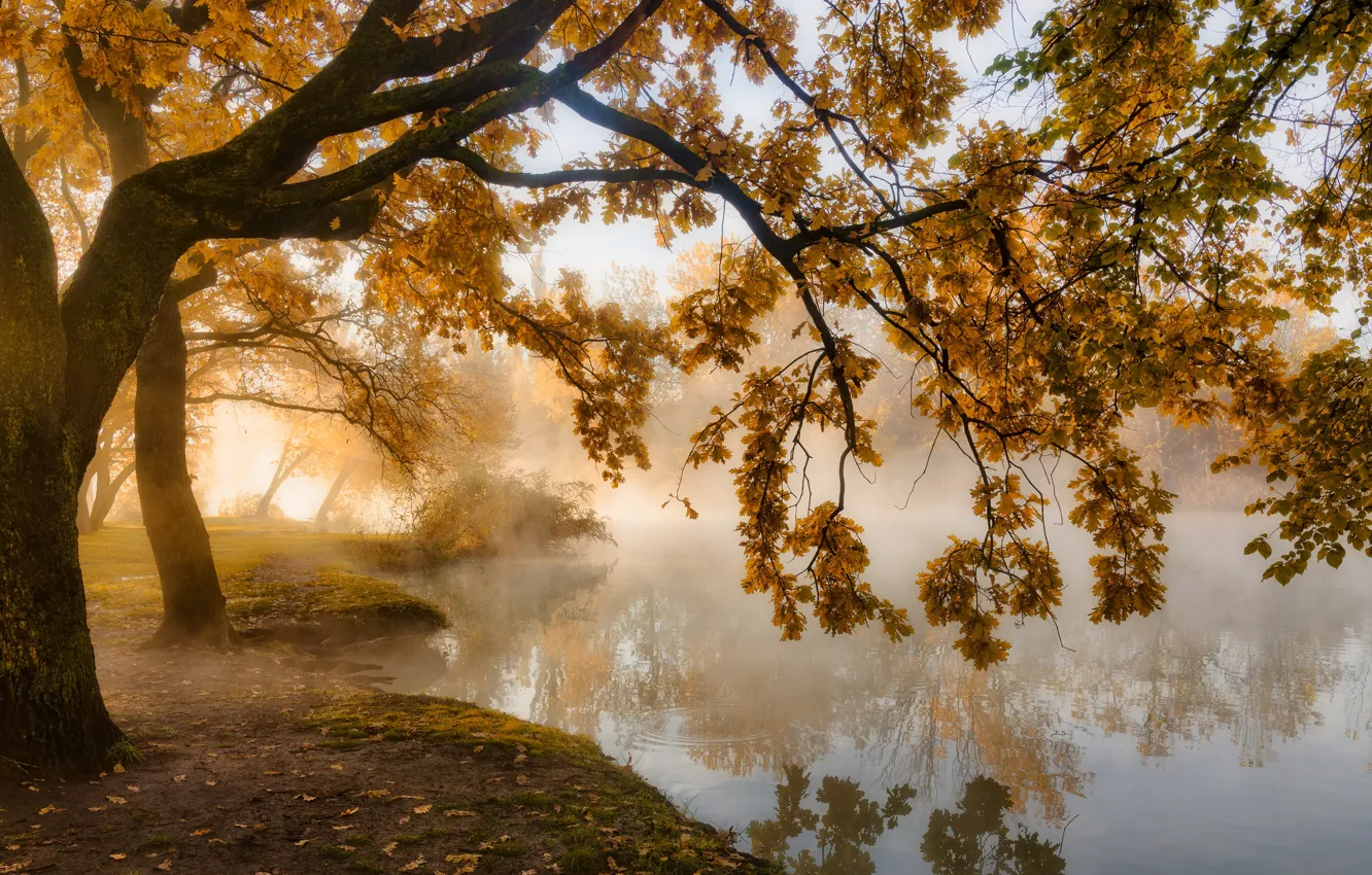 Photo wallpaper autumn, trees, landscape, nature, fog, Park, pond, Krasnodar