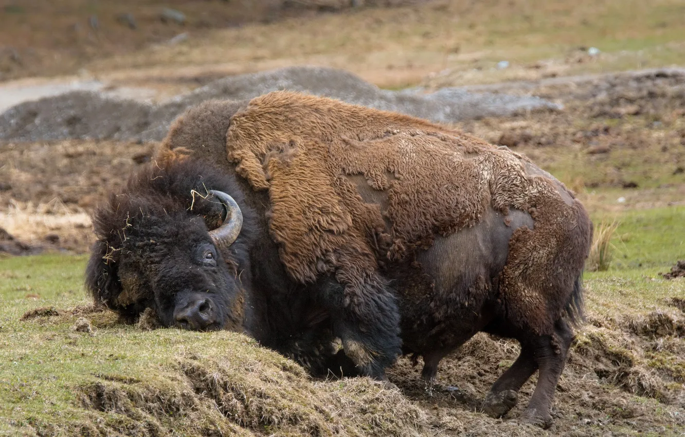 Photo wallpaper summer, nature, Buffalo