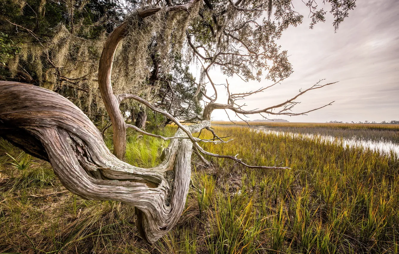 Photo wallpaper trees, nature, river