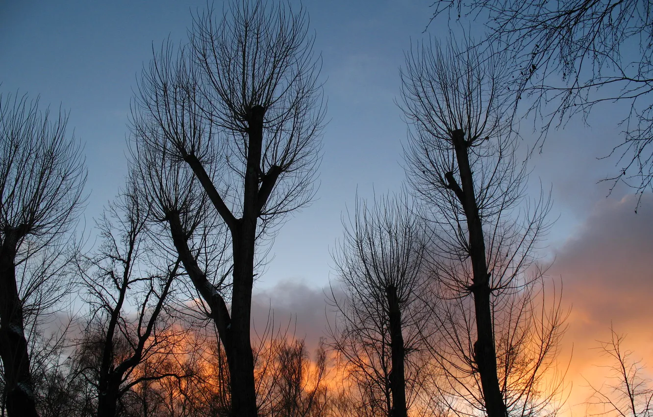 Photo wallpaper the sky, clouds, trees, sunset, silhouette